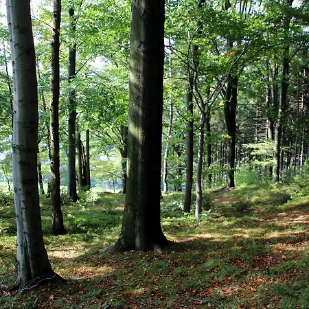 Lejlighed Am Kieferberg Hormersdorf (Saxony)